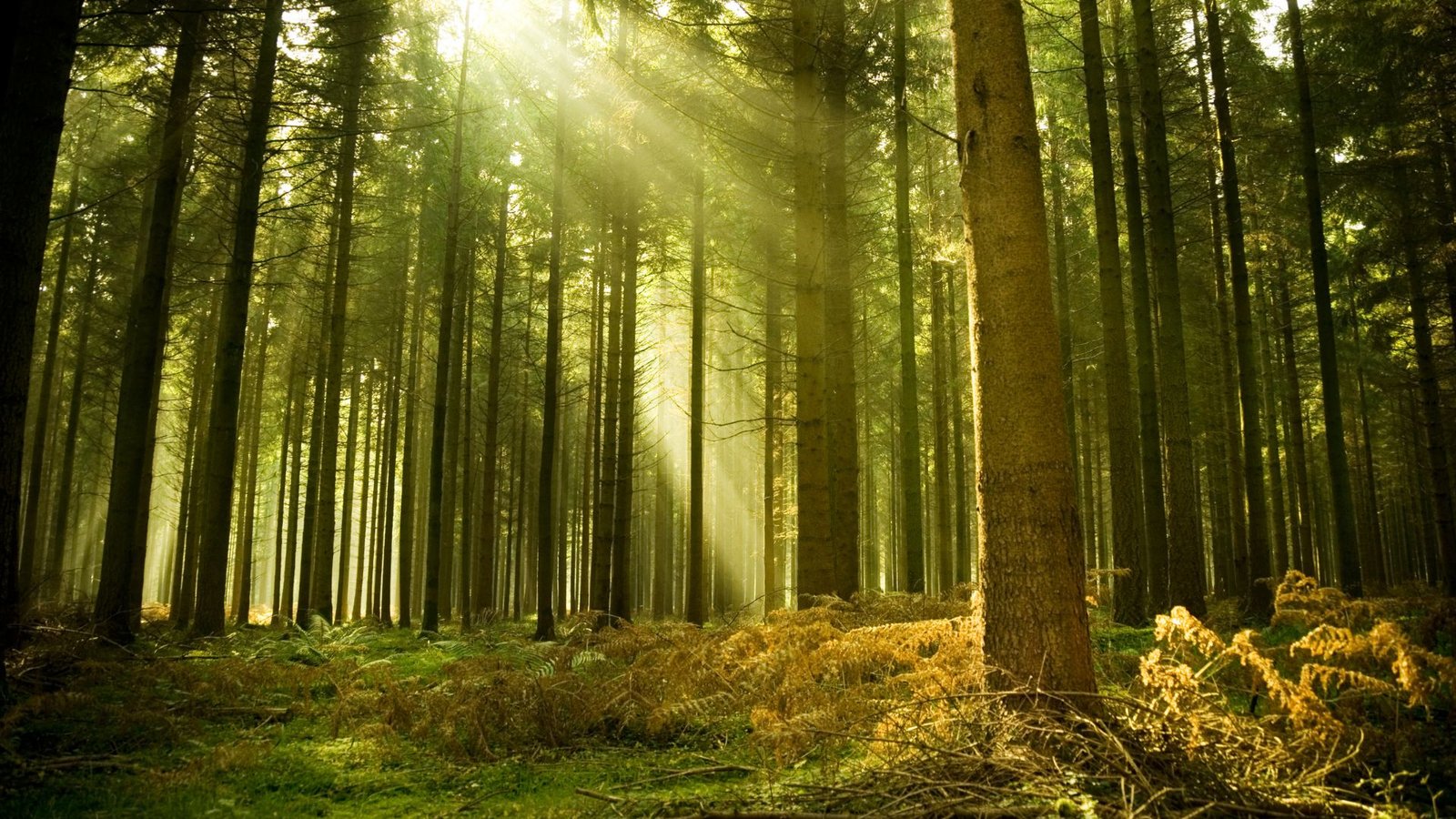 forest with sun shining - forest restoration success story