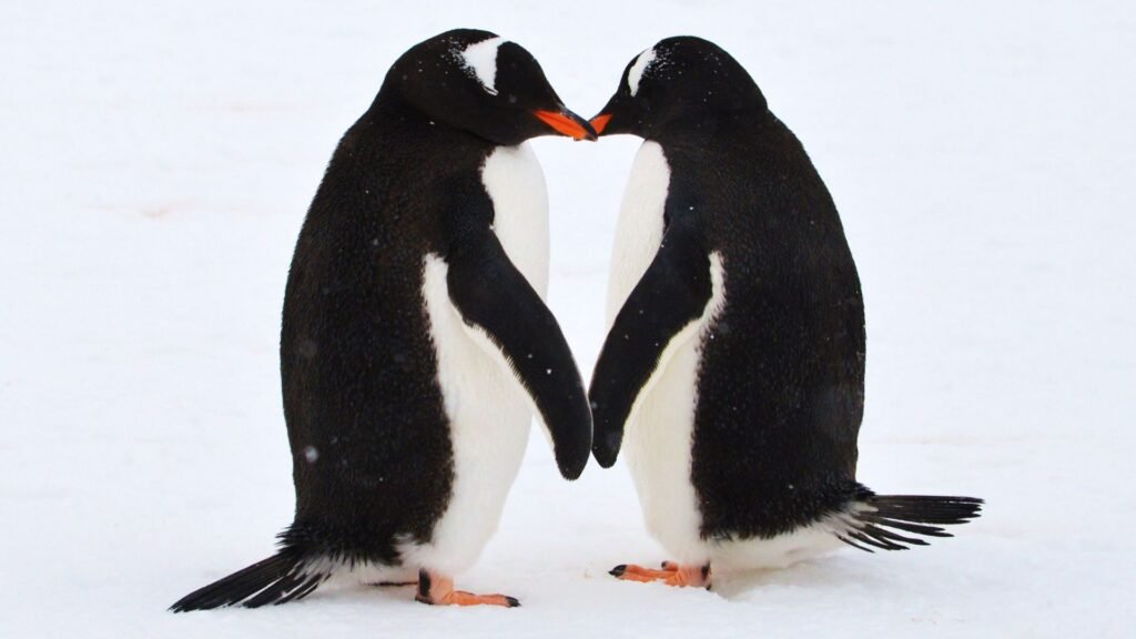 two penguins kissing - weird sex laws