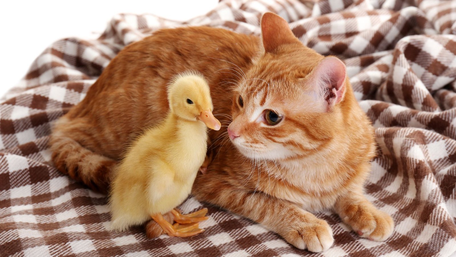 cat and duckling friends - incredible animal friendships